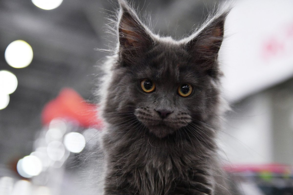 Кот Мейн кун с человеческим лицом