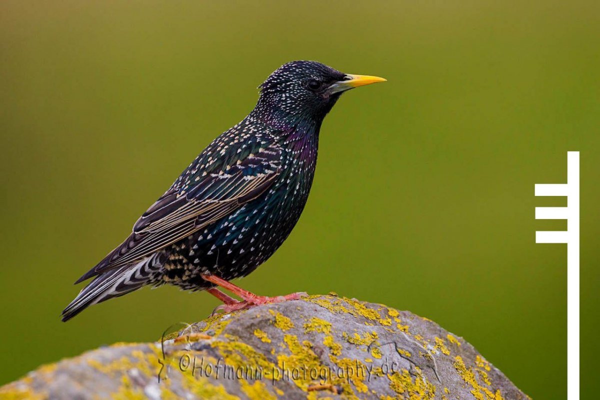 Скворец пятнистый