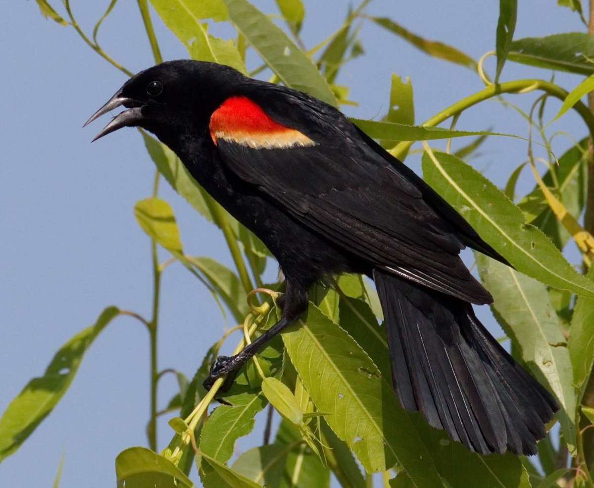Синантропы скворец