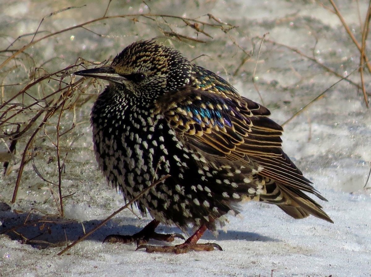 Птицы с окрасом в горошек
