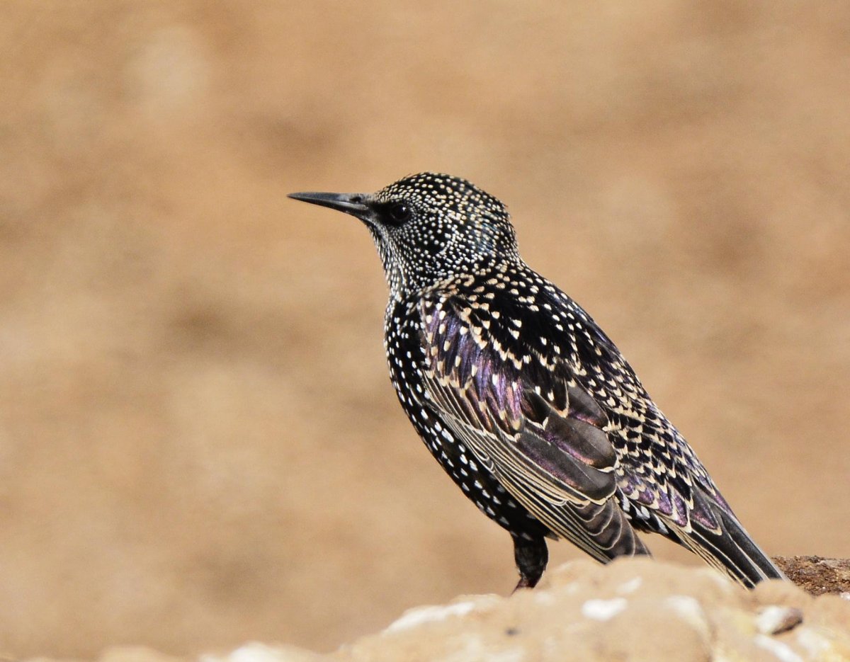 Скворец обыкновенный ‒ Sturnus vulgaris (l., 1758)