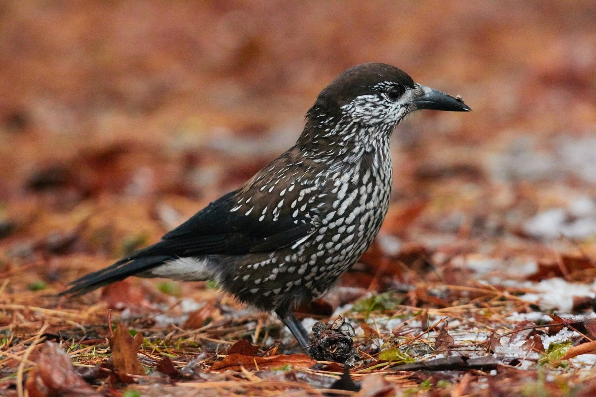 Дрозд и Кедровка