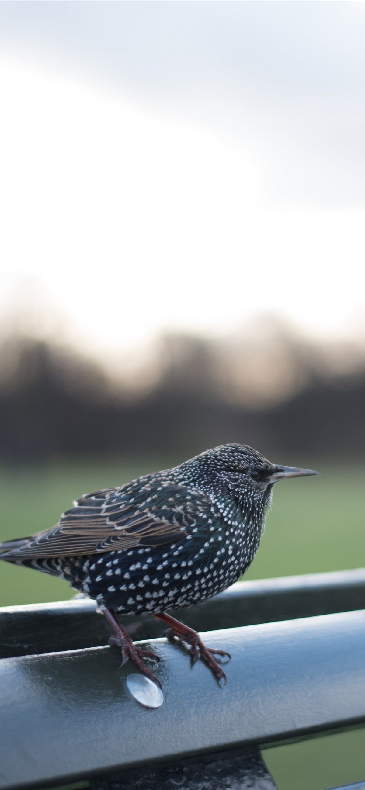 Кедровка Сибирская