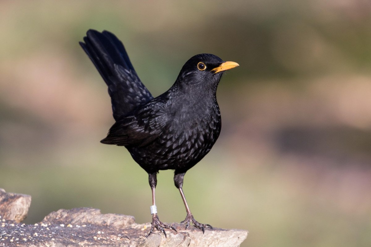 Краснокрылый черный Дрозд