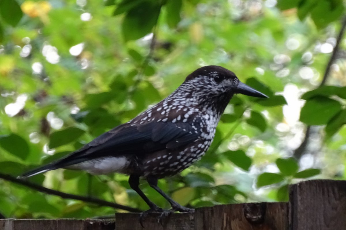 Обыкновенный скворец черный