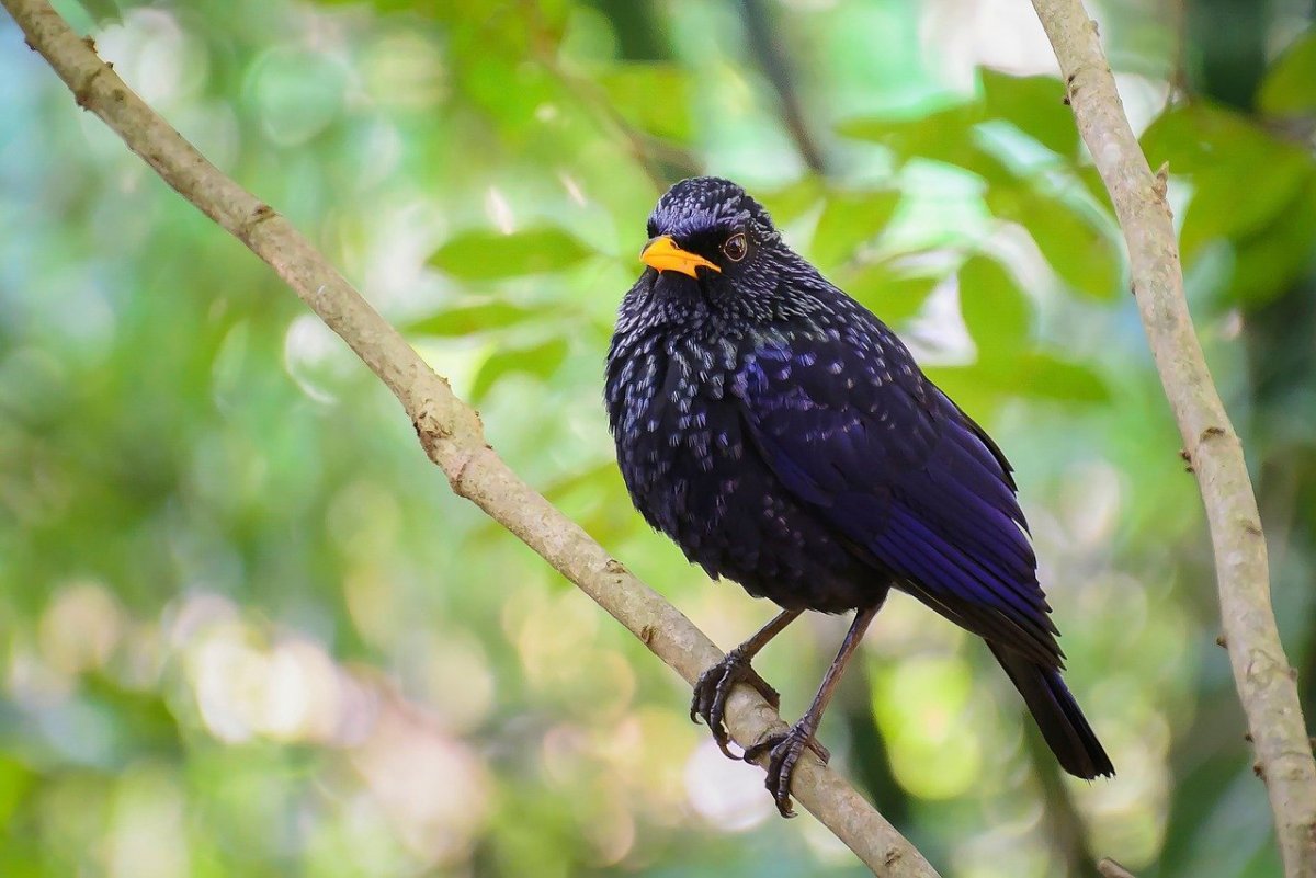 Барневельдер серебро