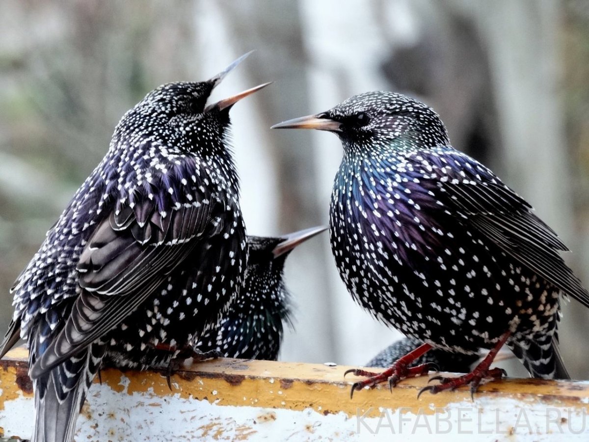 Пестрая птица