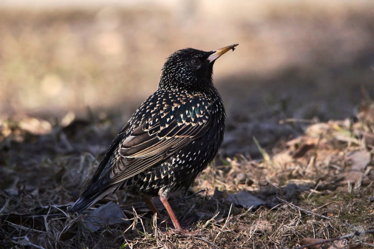 Sturnus vulgaris