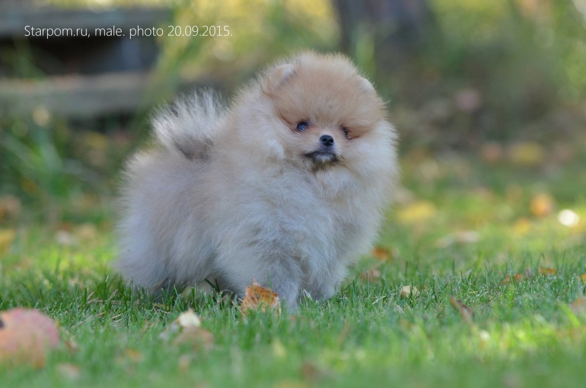 Померанский шпиц голубой