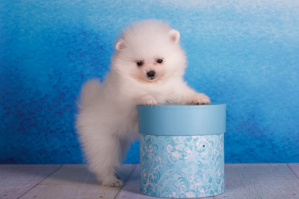 Мальтийский шпиц