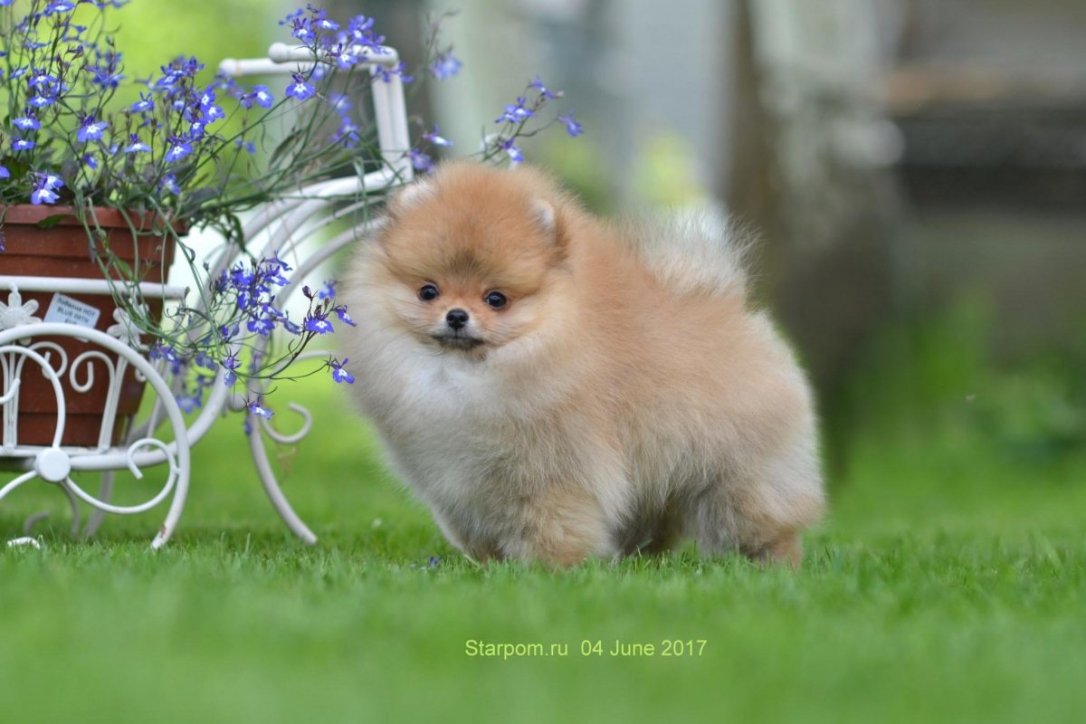 Шпицы медицина