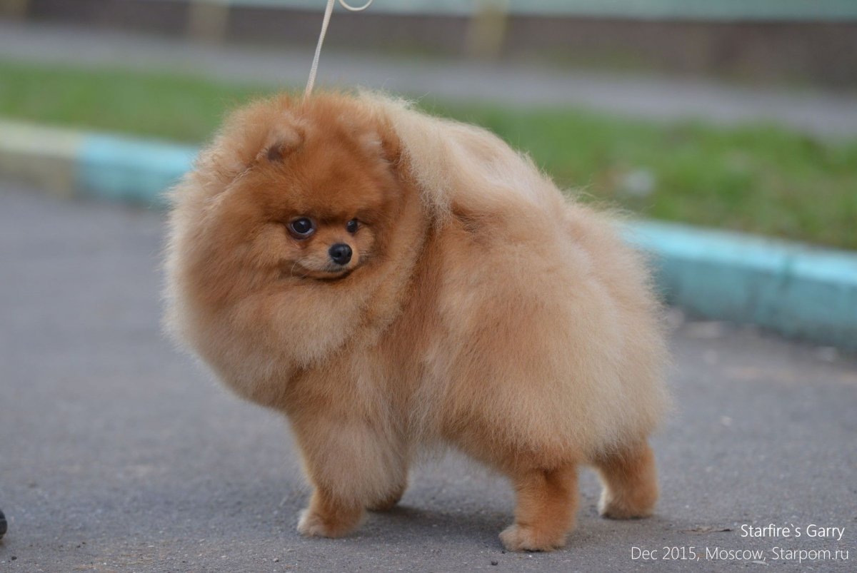 Щенки померанского шпица 3 недели