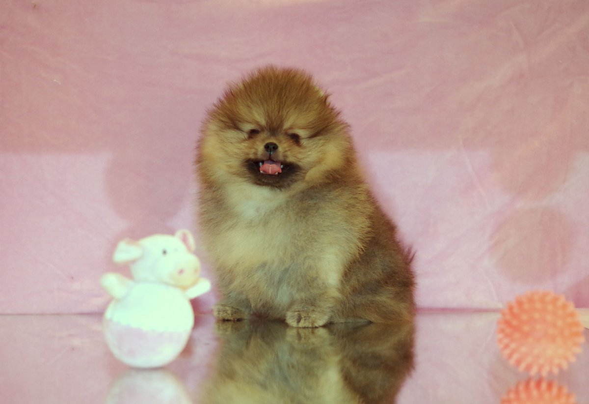 Минюшки coбака