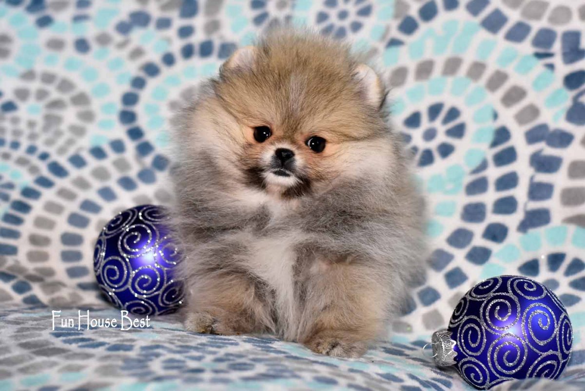Микро померанский Пуппи