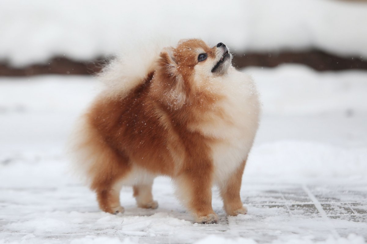 Померанский шпиц розовый