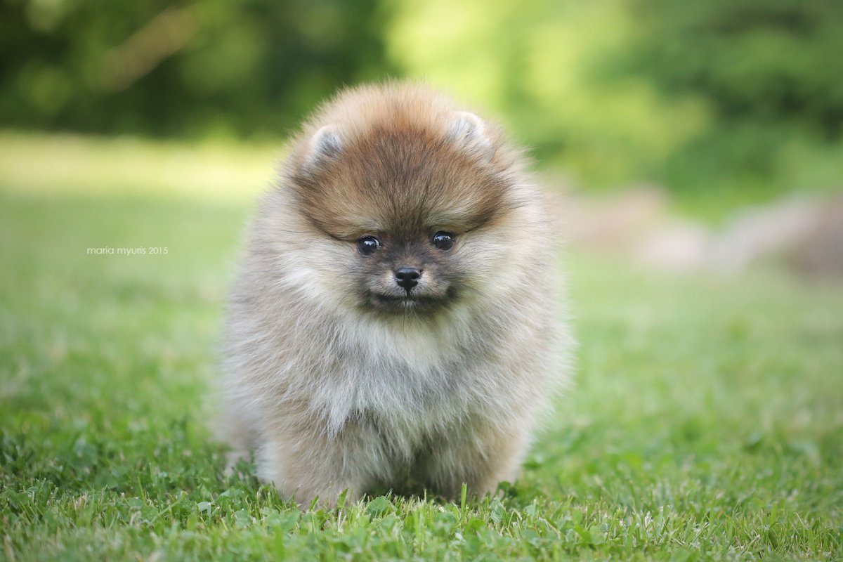 Питомник померанских шпицев в Москве