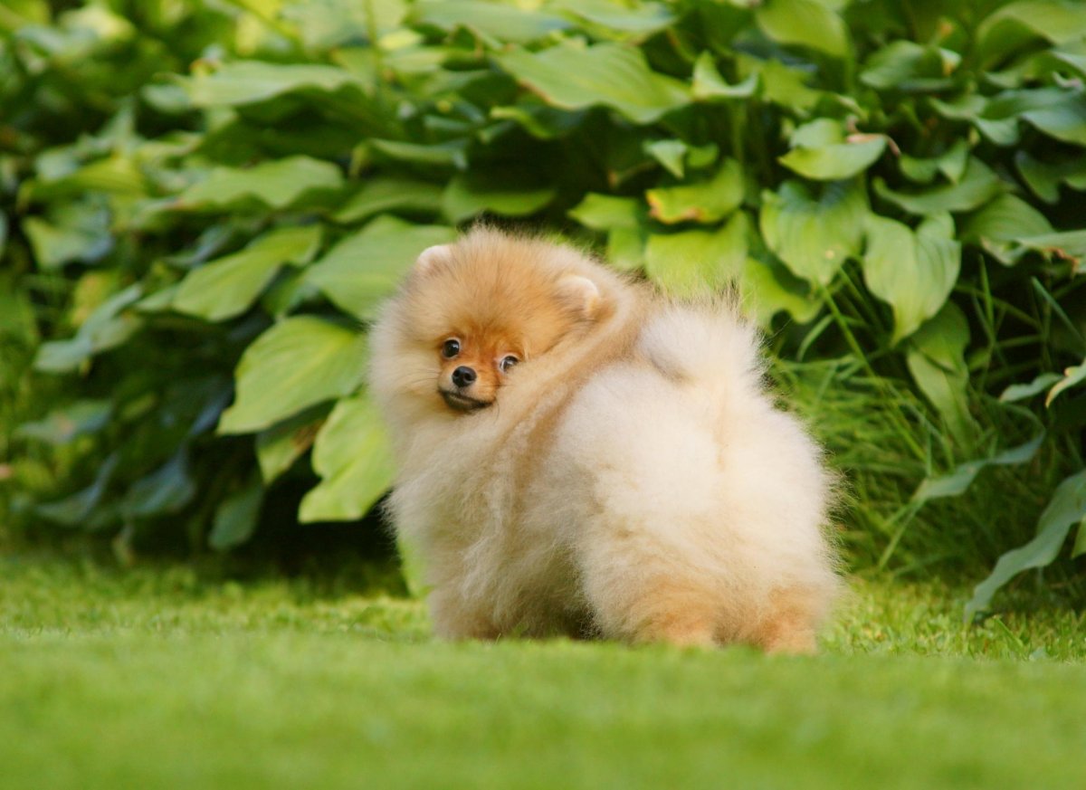 Померанский шпиц с бантиком