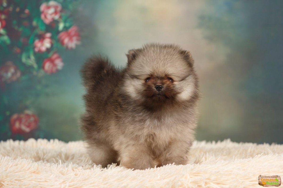 Померанский шпиц на синем фоне