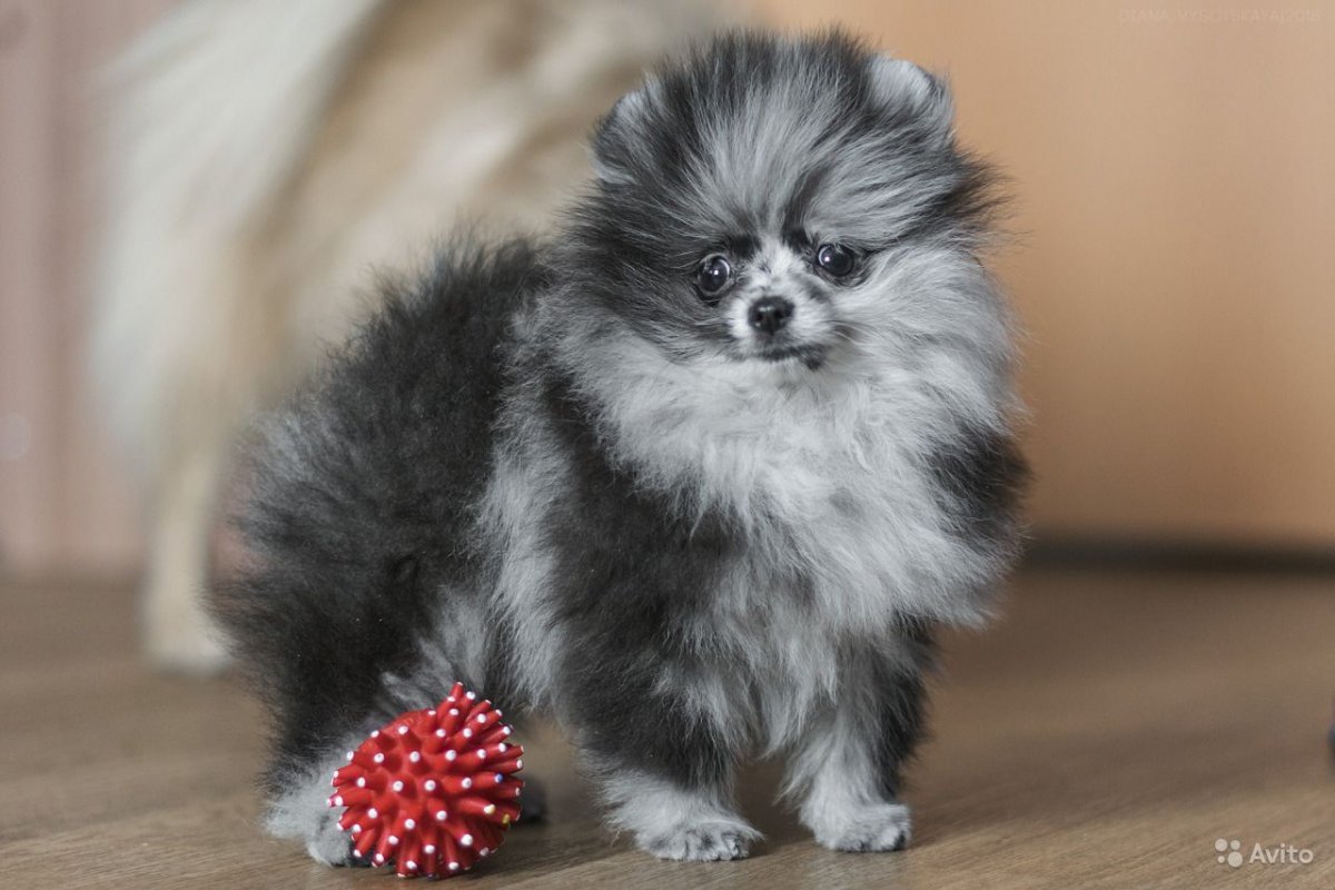 Китайский померанский шпиц белый