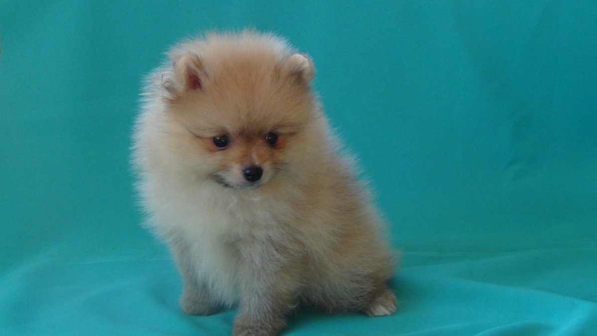 Ирина шпица