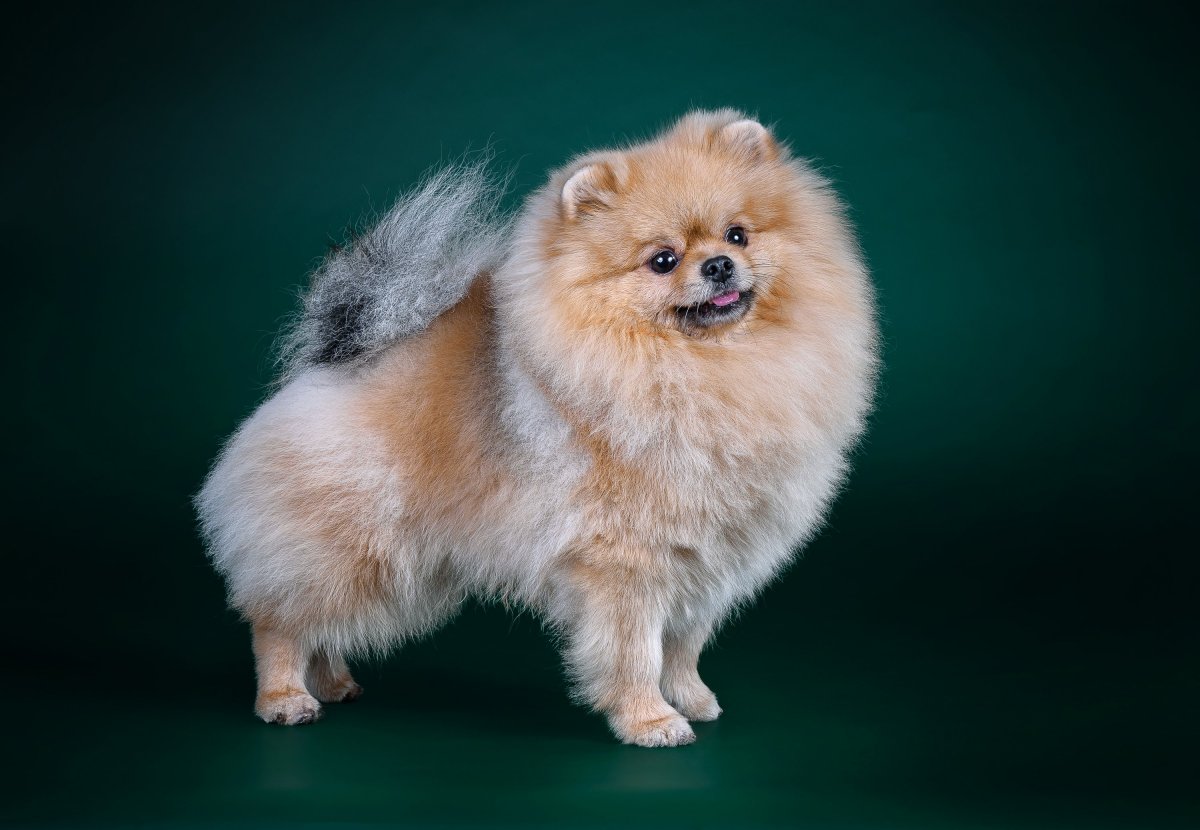 Шпиц померанский пепельный