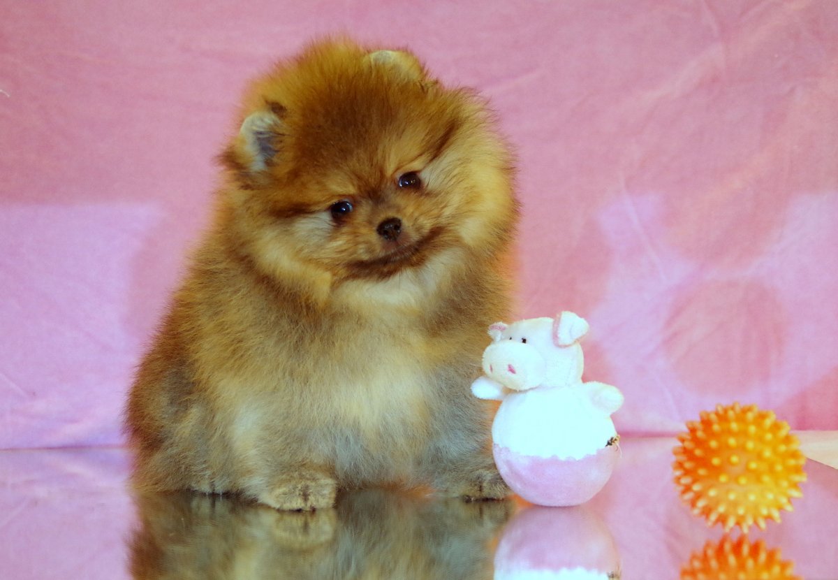 Собачка шпиц карликовый Медвежонок