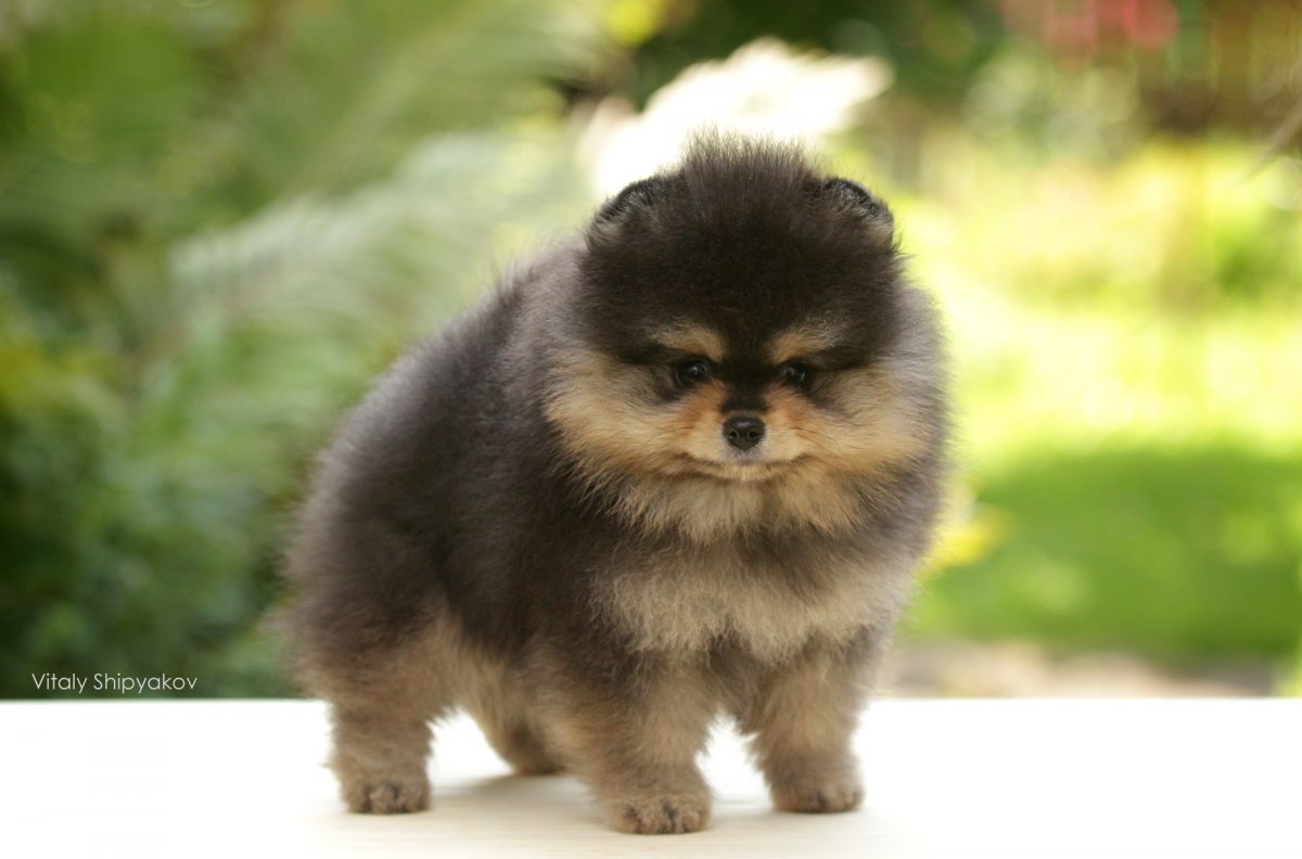 Померанский шпиц серый