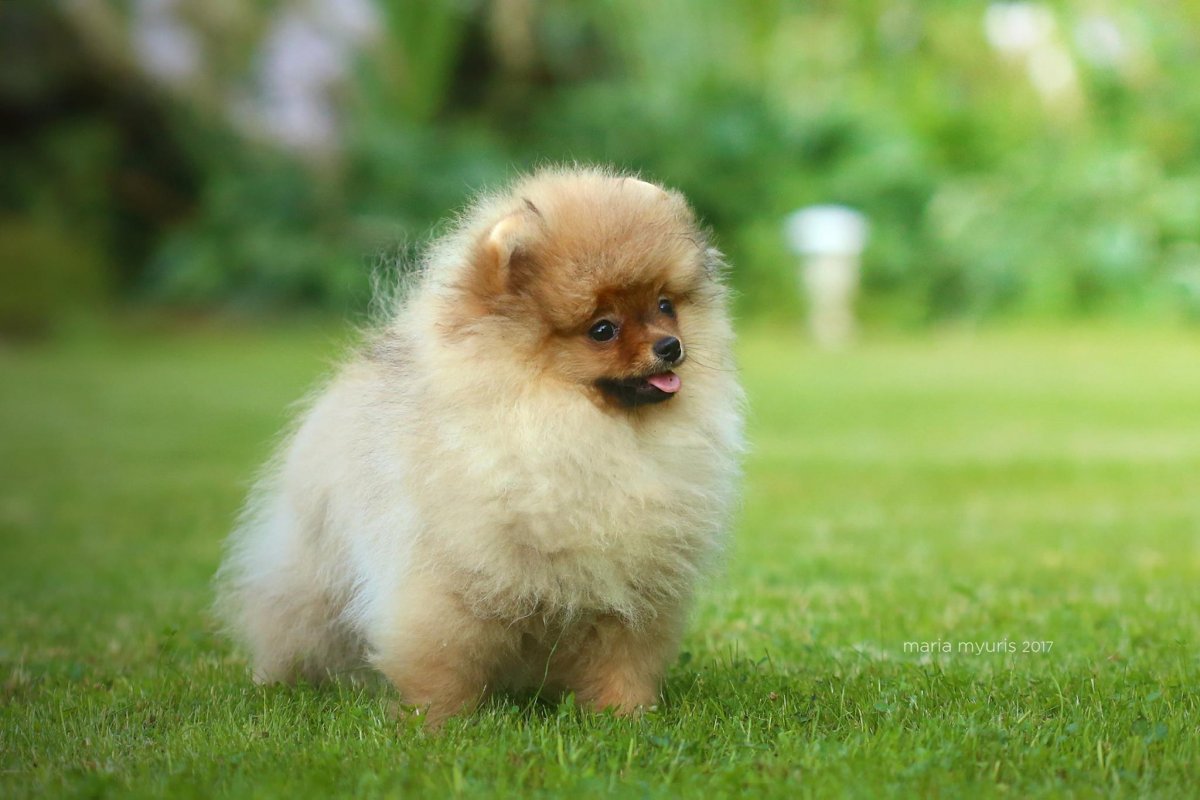 Померанский шпиц без шерсти