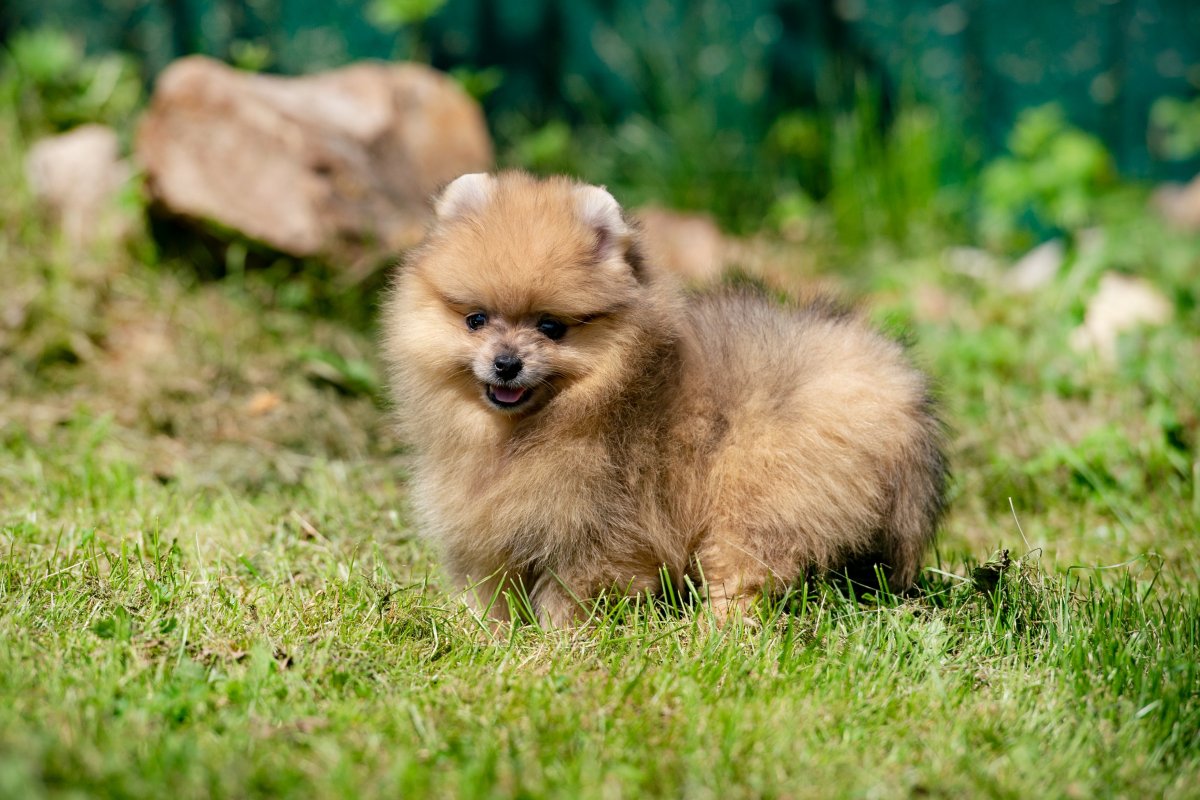 Померанский шпиц