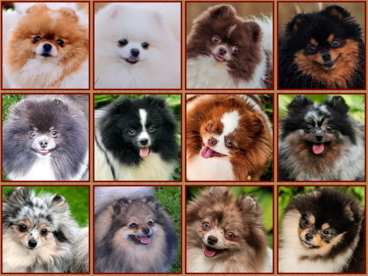 Померанский шпиц Бигль