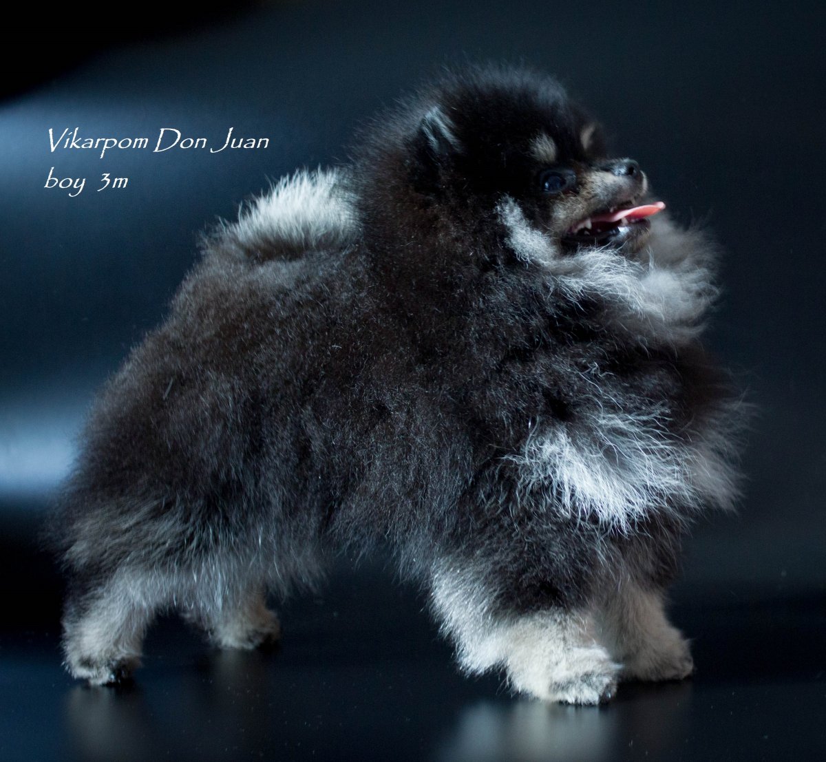 Шпиц цвергшпиц