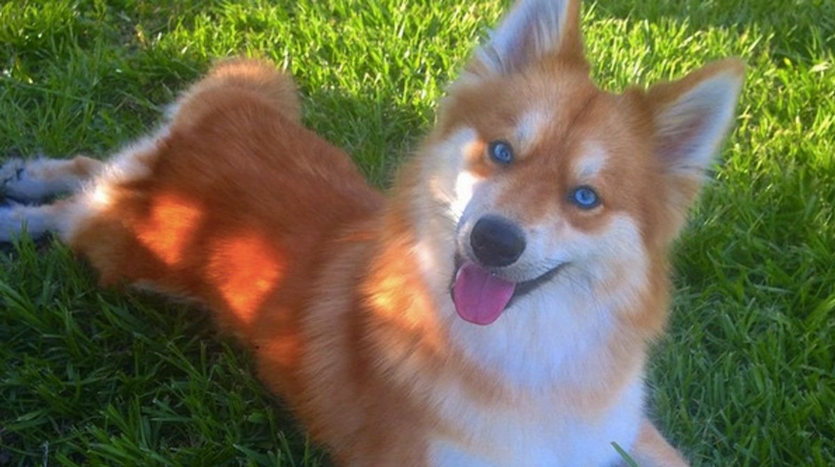 Помесь Карело финской лайки