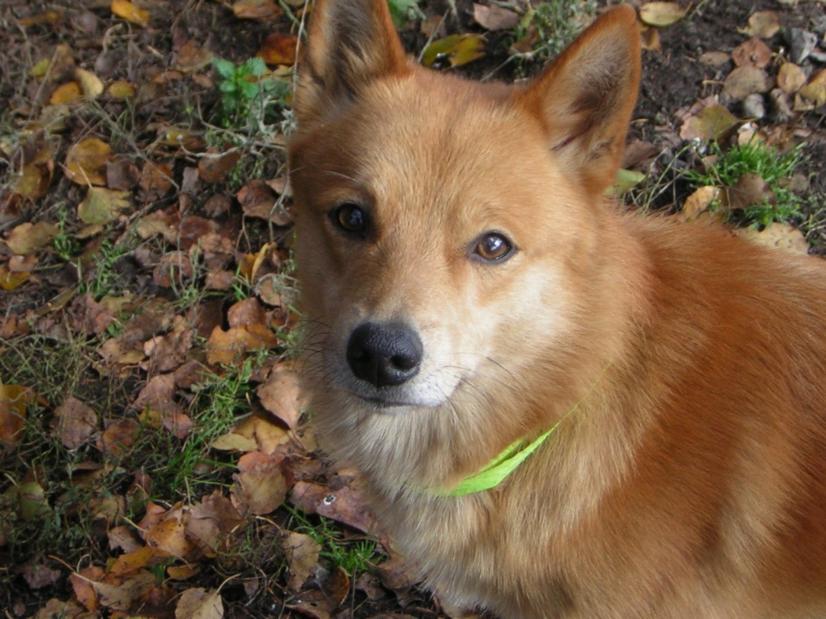 Смесь лисы и собаки