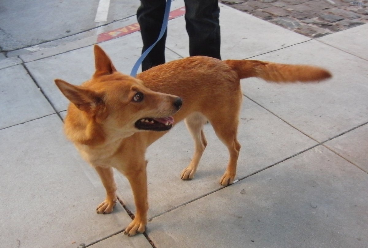 Помесь волка и лисы