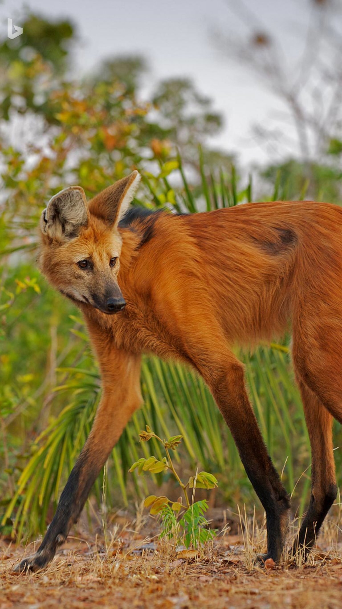 Лисья помски
