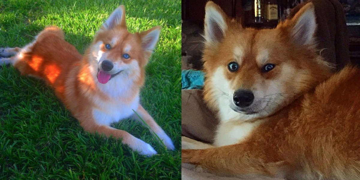 Гибрид собаки и лисы