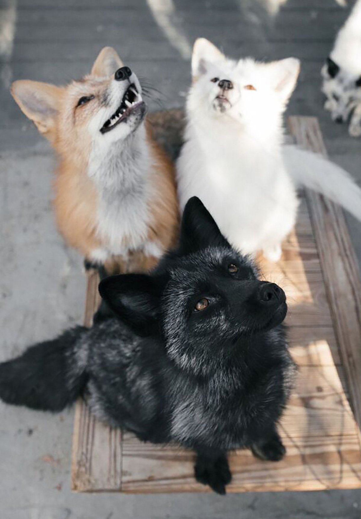 Лисья помски