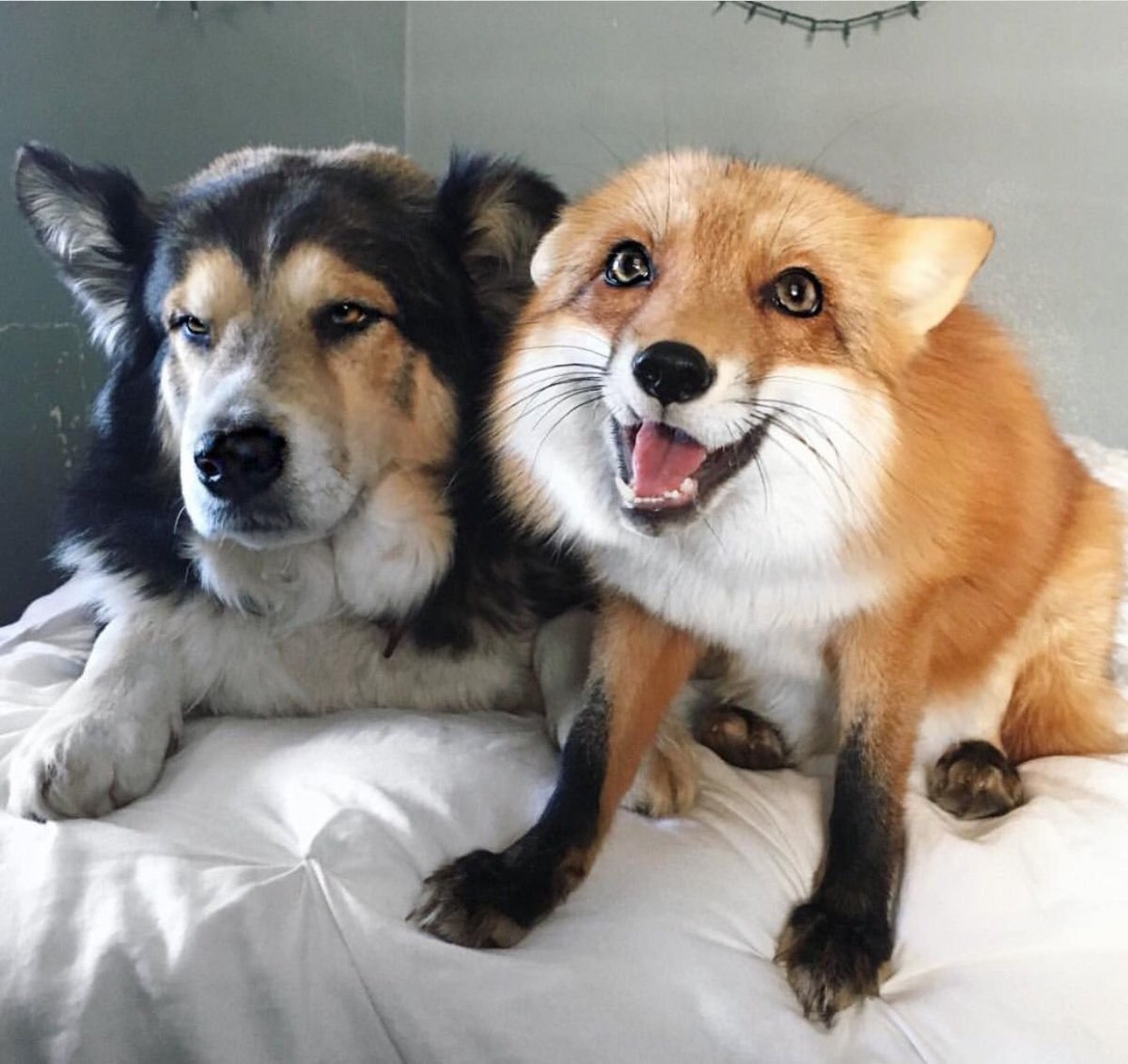 Гибрид собаки и лисы