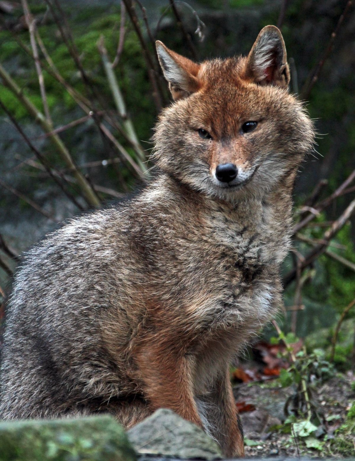 Помесь лисы и собаки