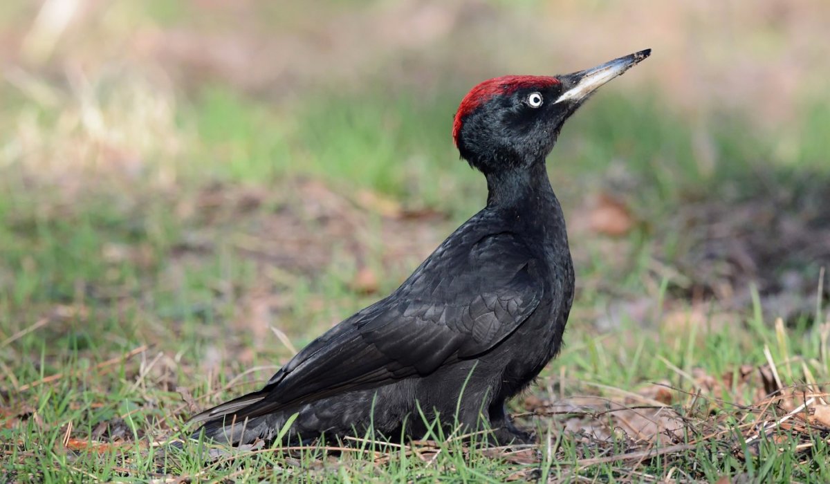 Красный хохлатый Кардинал