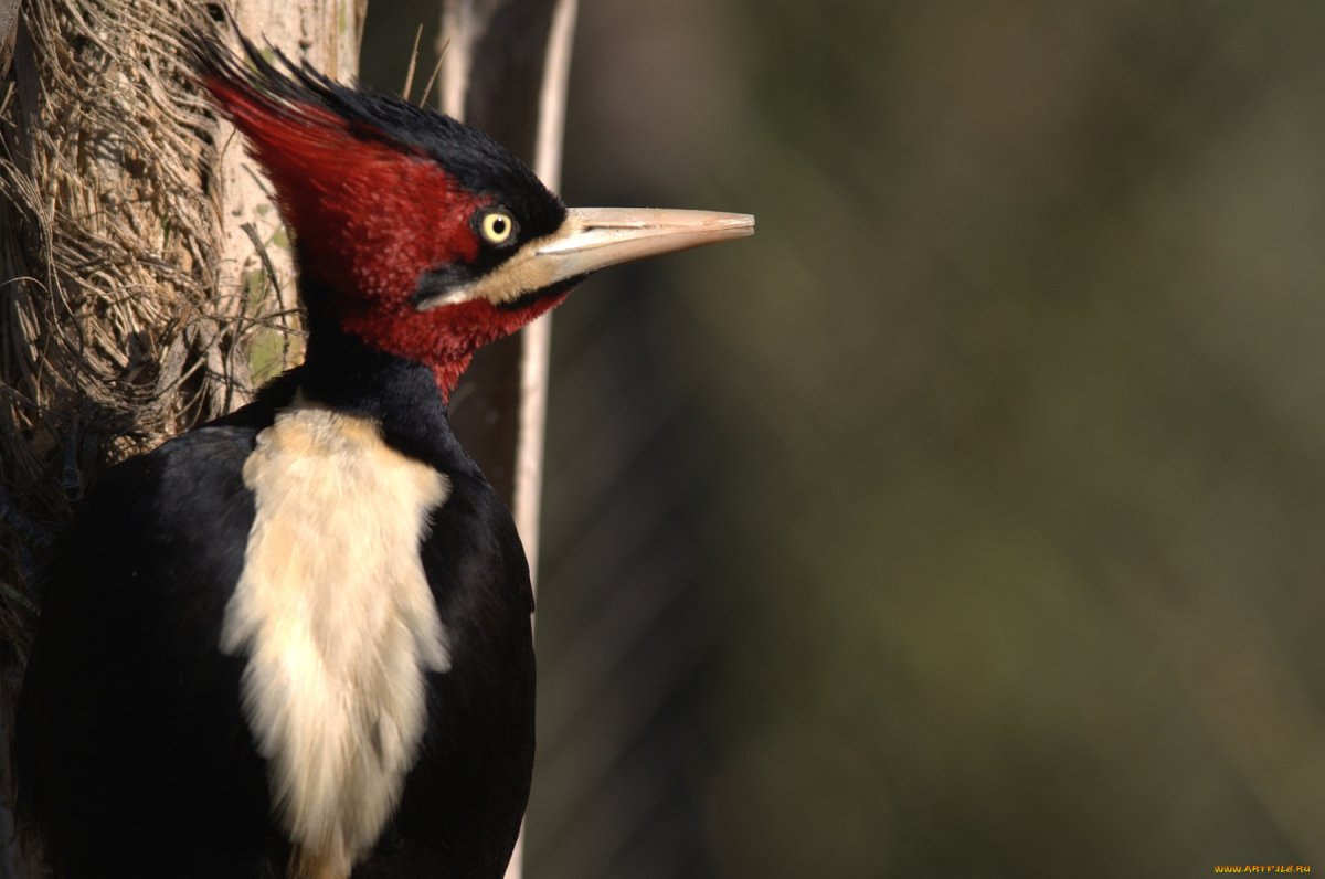 Хохлатый Красношапочный дятел