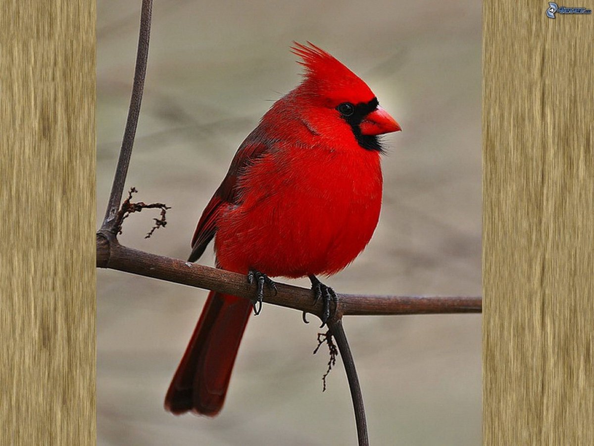 Дятел с красным хохолком