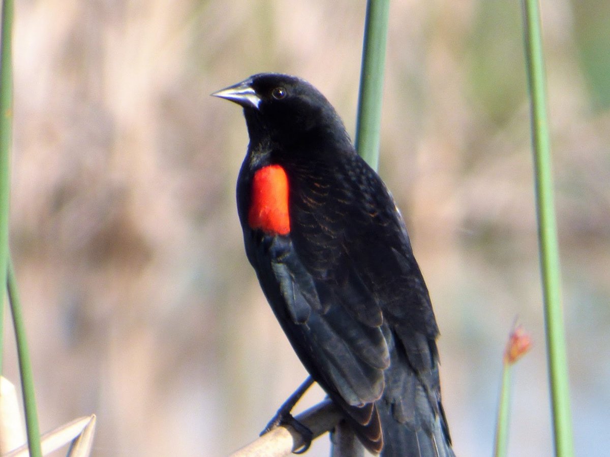 Свиристель свиристит свирелью.