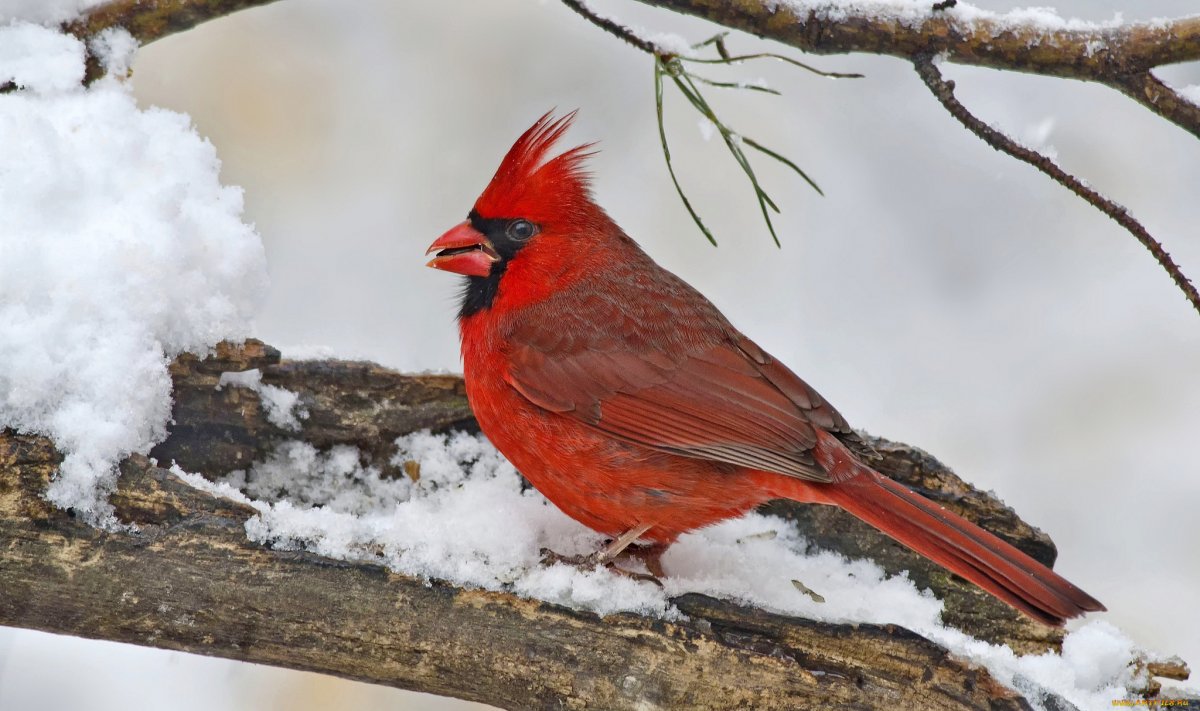 Черная птица с красным хохолком
