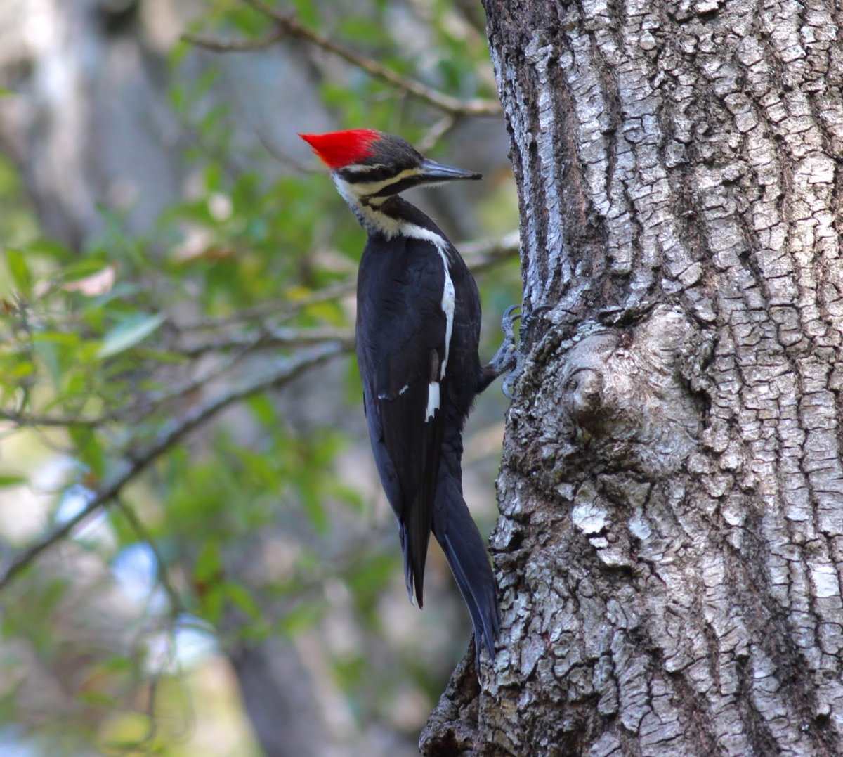 Чёрная птица с красным хохолком