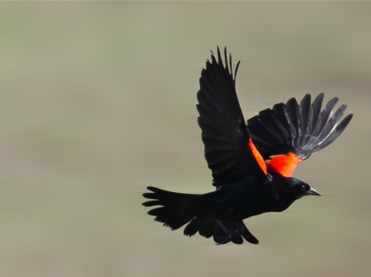 Чёрный дятел Желна