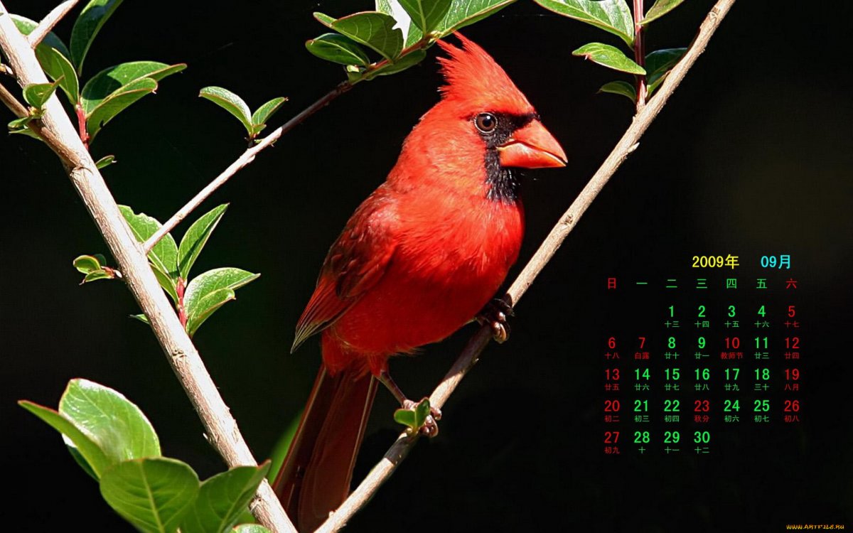 Красно белая птица