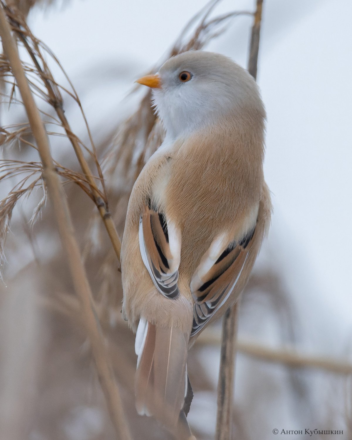 Снегирь Кардинал