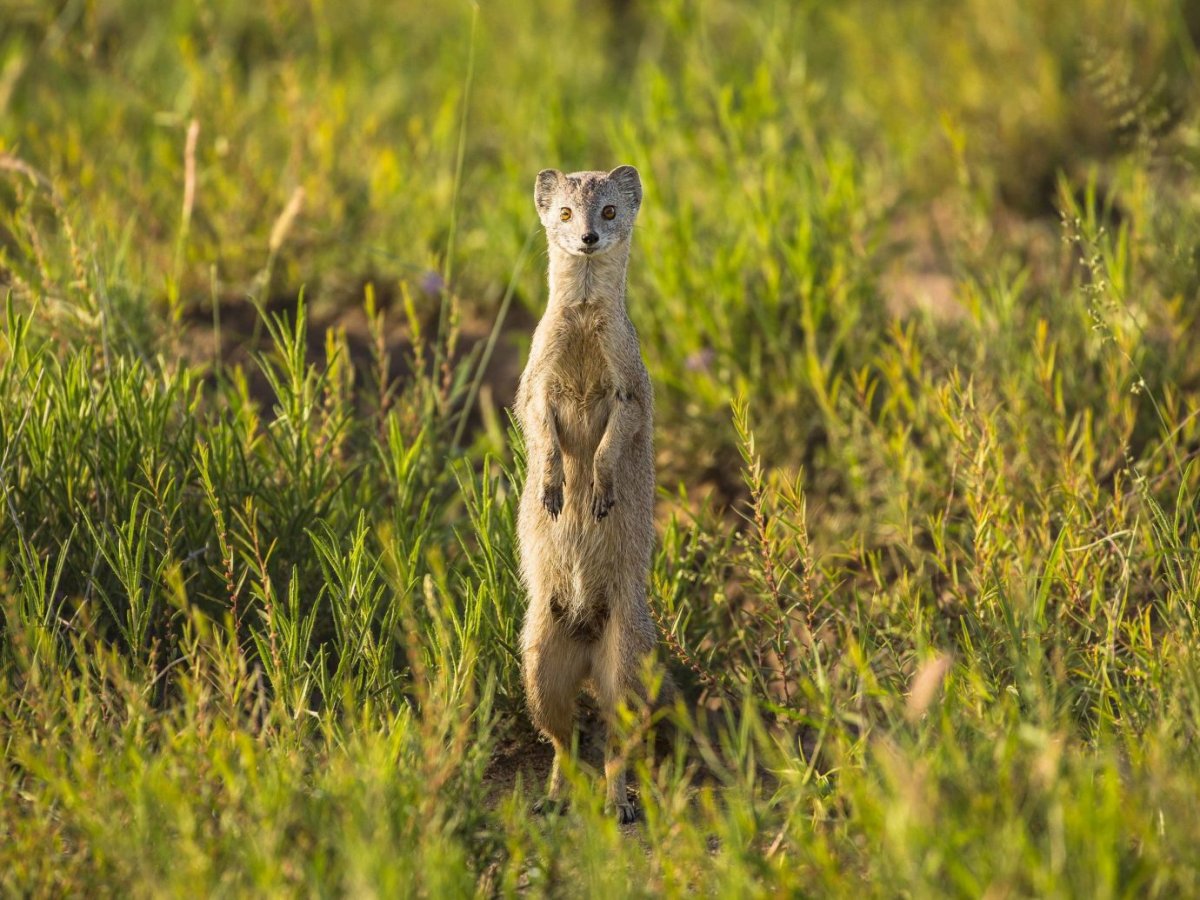 Млекопитающие степи