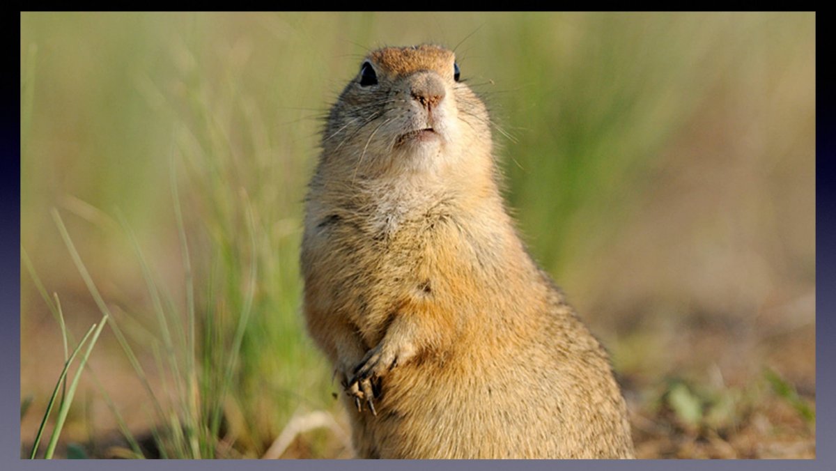 Кра́пчатый су́слик (Spermophilus suslicus)